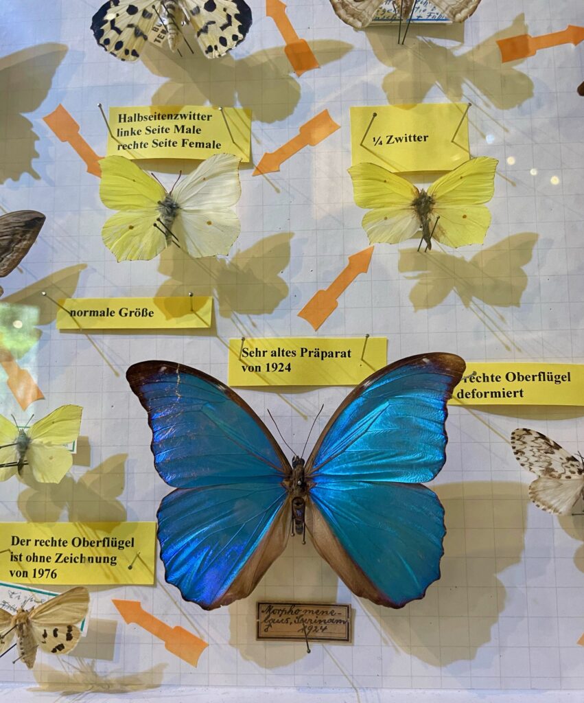 Schaukästen mit exotischen Käfern und Schmetterlingen im Insektenmuseum Steinhude