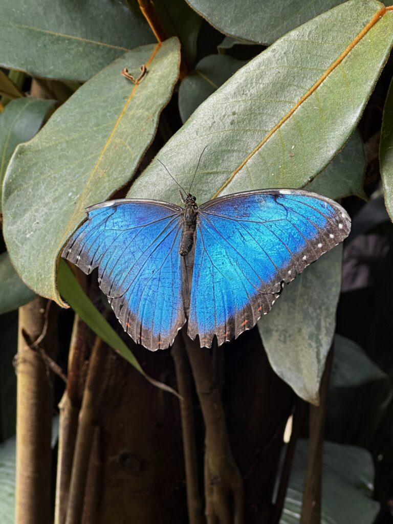blauer Schmetterling auf Blatt